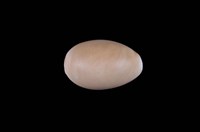 藏品(紫口寶螺)的圖片